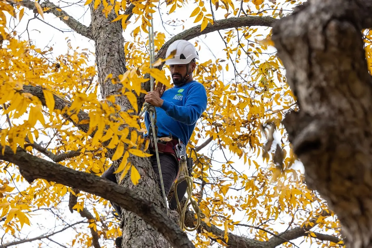 Skilled Tree Transplanting crew working in Tecumseh